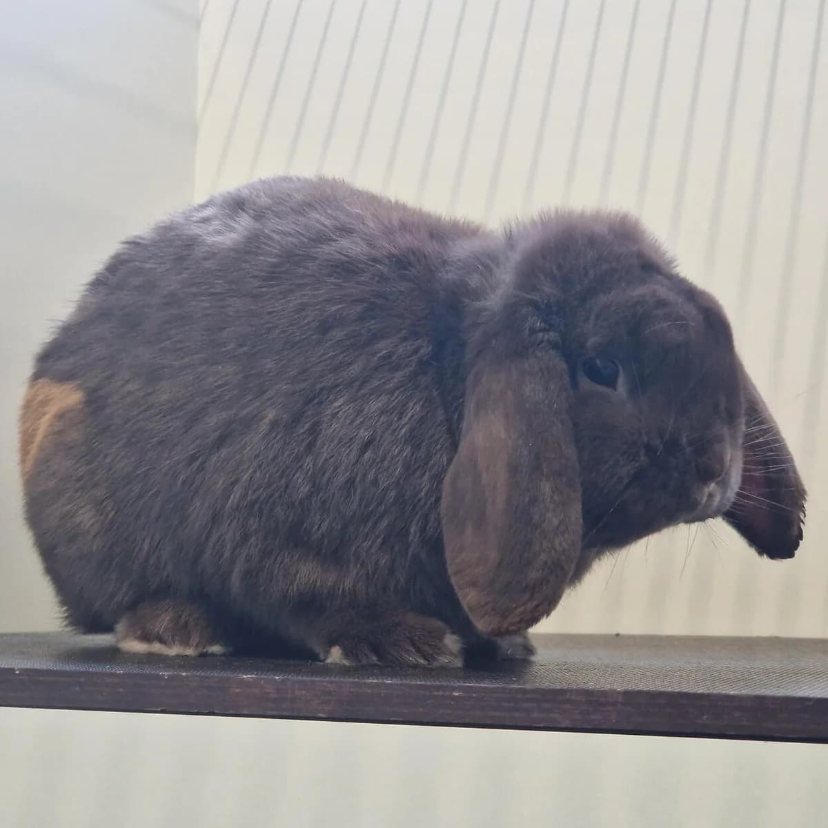 Adoptiepagina: Ferxo,  mixed breed for adoption at ROZE Eindhoven