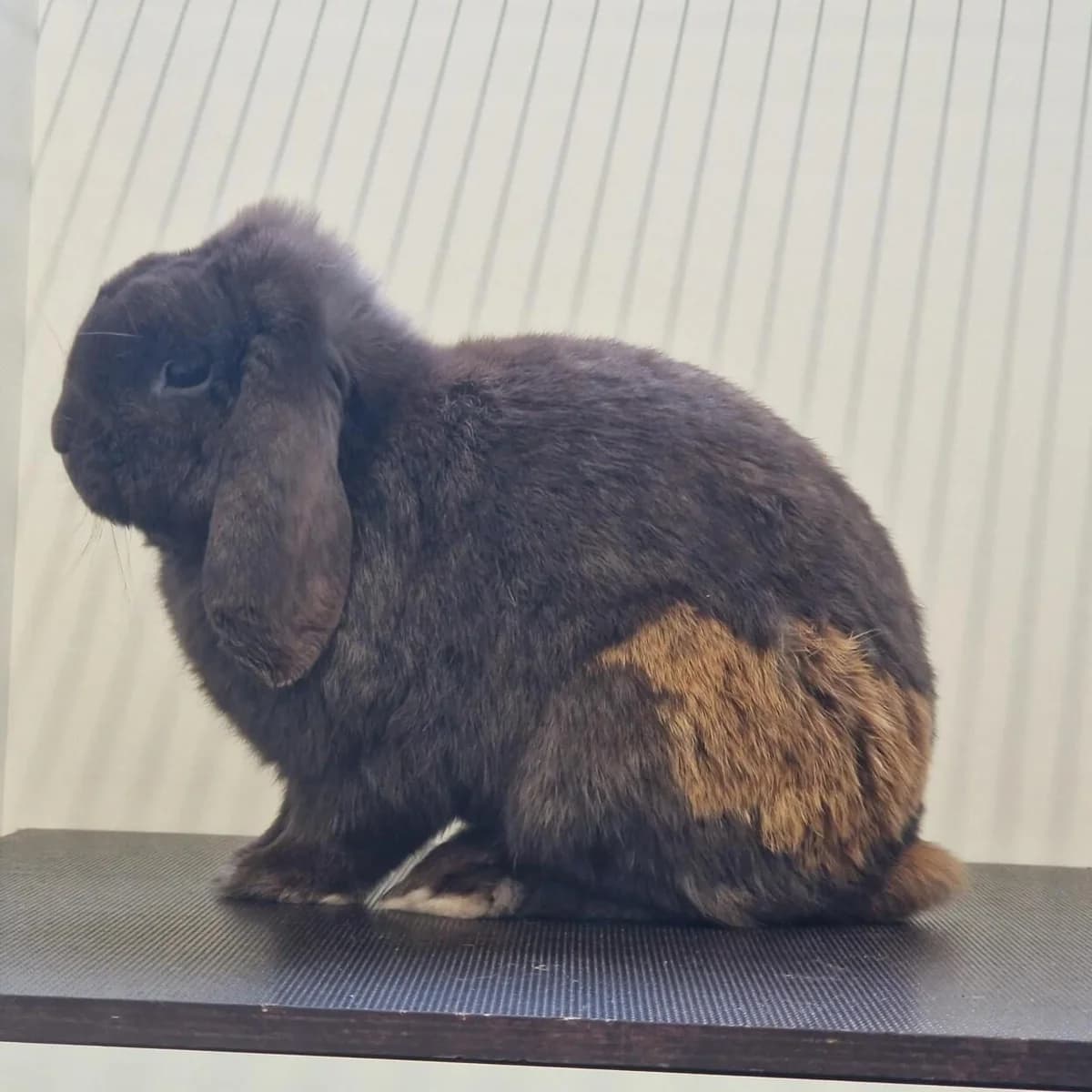 Adoptiepagina: Ferxo,  mixed breed for adoption at ROZE Eindhoven — photo 2 of 3