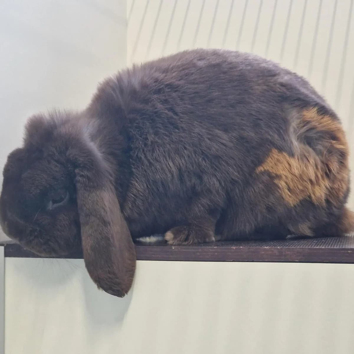 Adoptiepagina: Ferxo,  mixed breed for adoption at ROZE Eindhoven — photo 3 of 3