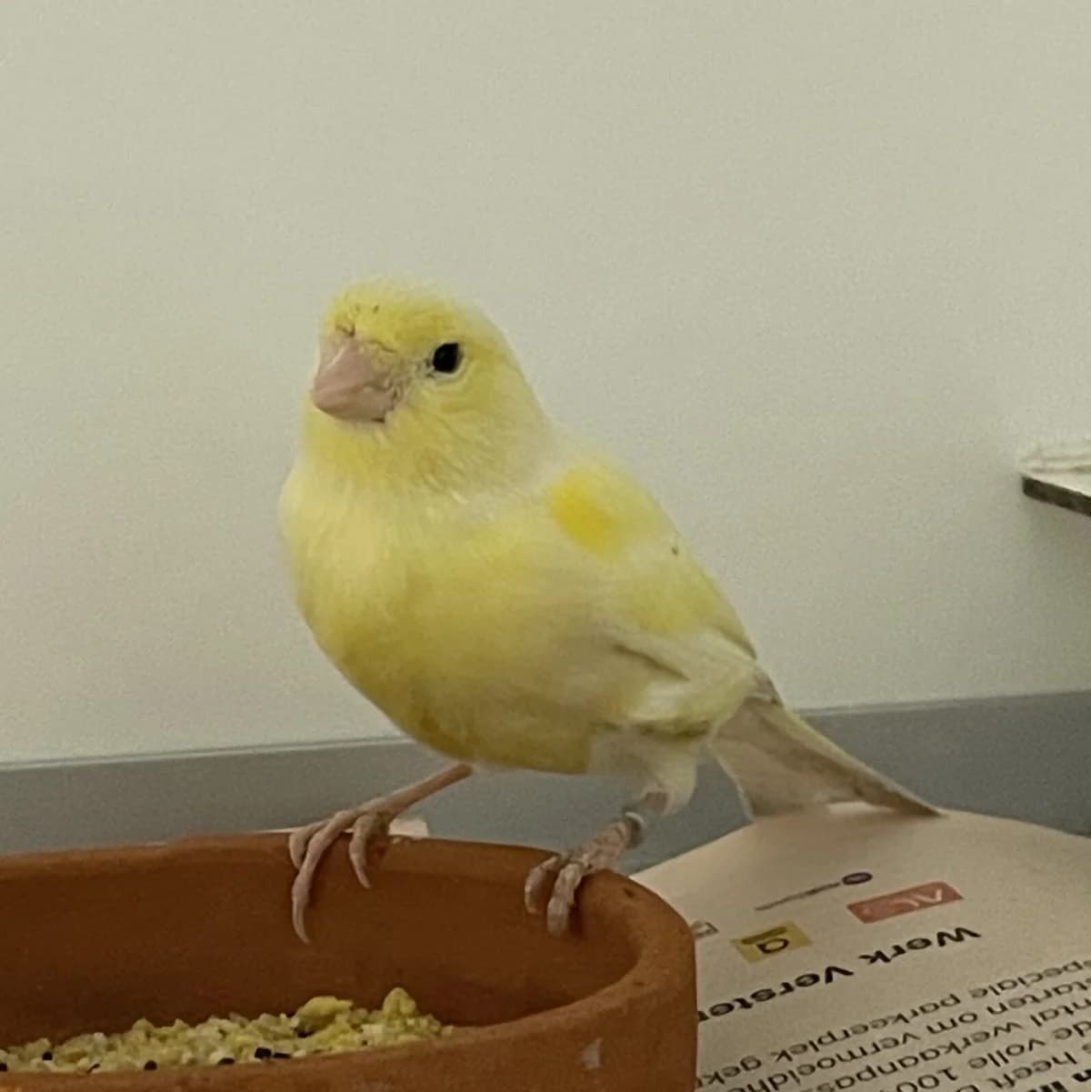 Adoptiepagina: Sol,  mixed breed for adoption at ROZE Eindhoven