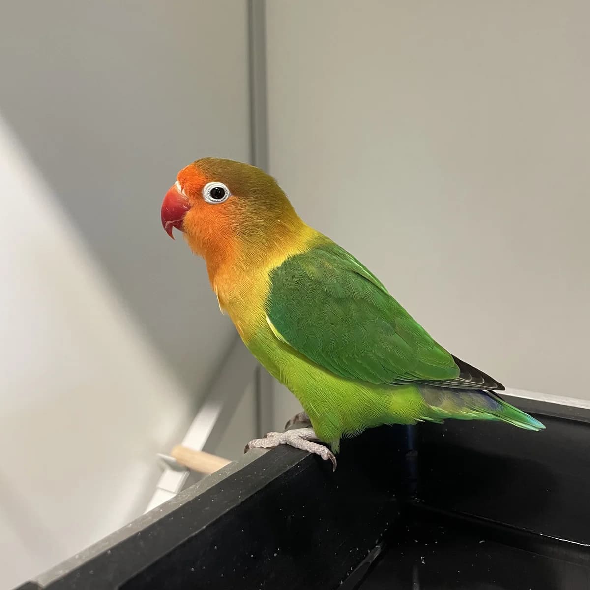 Adoptiepagina Rens,  mixed breed for adoption at ROZE Eindhoven