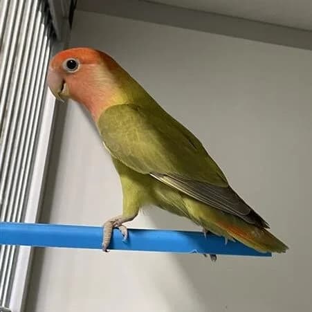 Adoptiepagina: Olijfje, female mixed breed for adoption at ROZE Eindhoven