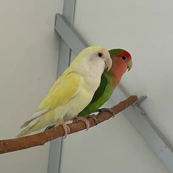 Adoptiepagina: Sjan & Poppy,  mixed breed for adoption at ROZE Eindhoven