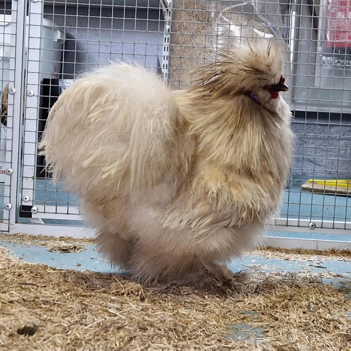 Adoptiepagina: Haantastic,  mixed breed for adoption at ROZE Eindhoven