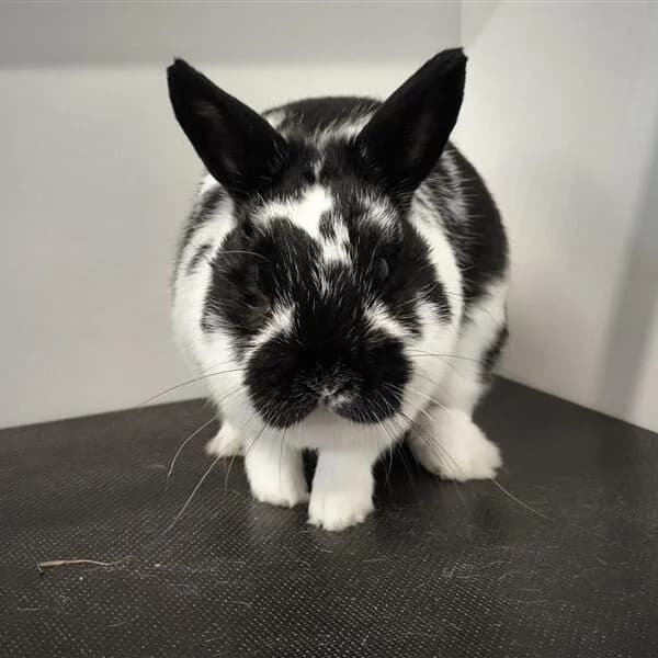 Adoptiepagina: Timber,  mixed breed for adoption at ROZE Eindhoven