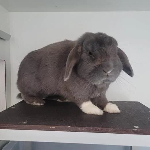 Adoptiepagina: Dublin,  mixed breed for adoption at ROZE Eindhoven
