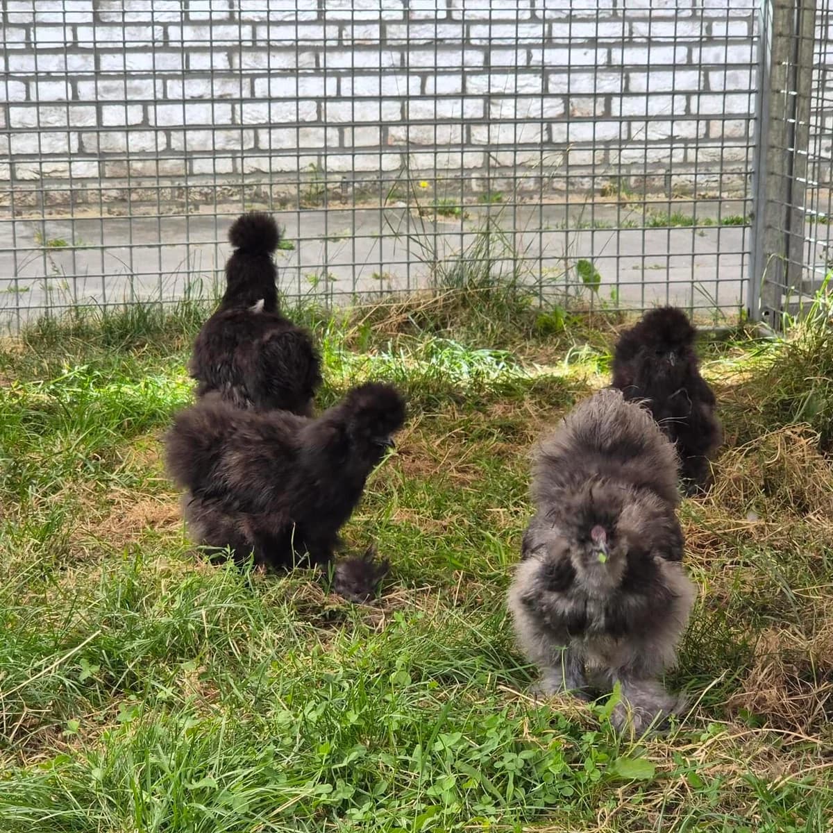 Adoptiepagina,  mixed breed for adoption at ROZE Eindhoven