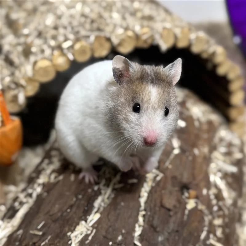 Adoptiepagina: Bassie,  mixed breed for adoption at ROZE Eindhoven
