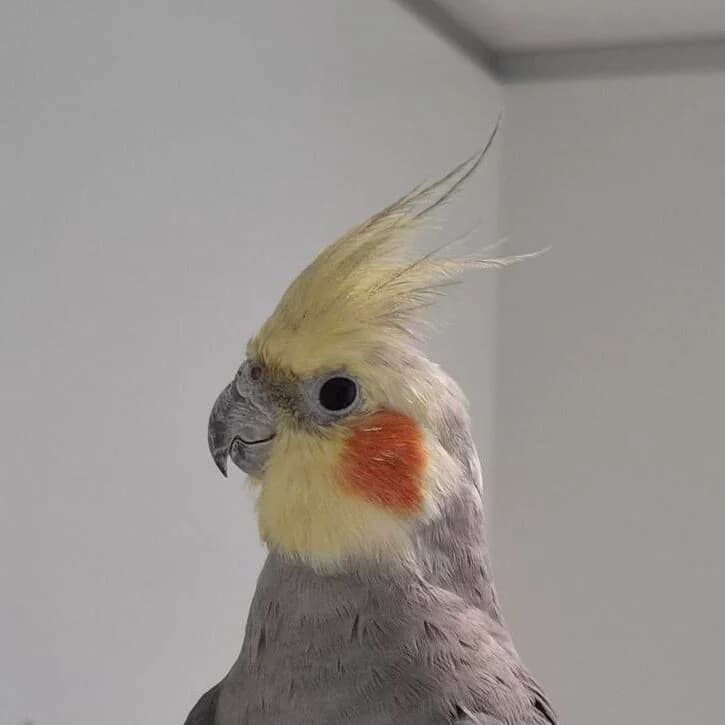 Adoptiepagina: Milaan,  mixed breed for adoption at ROZE Eindhoven