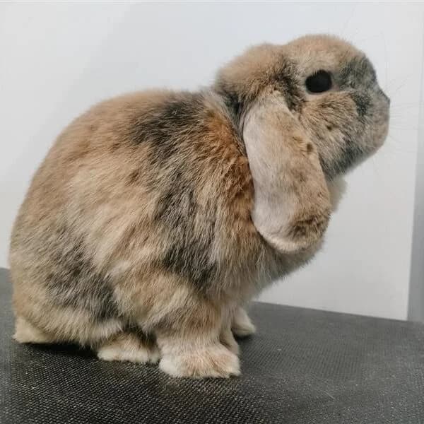 Adoptiepagina: Knabbel, mixed breed for adoption at ROZE Eindhoven