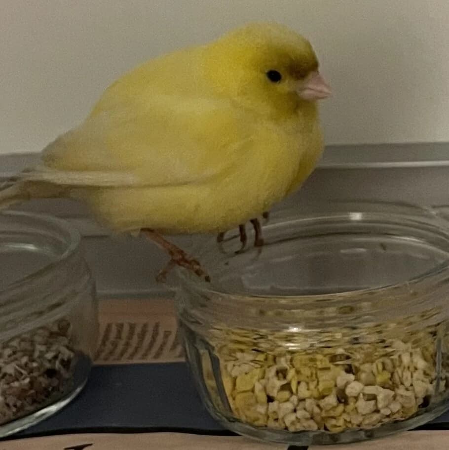 Adoptiepagina,  mixed breed for adoption at ROZE Eindhoven