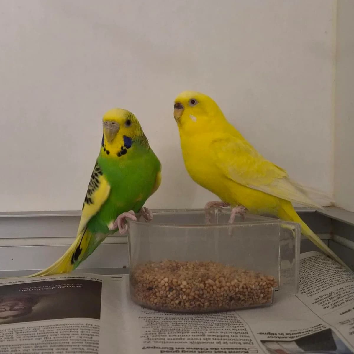 Adoptiepagina,  mixed breed for adoption at ROZE Eindhoven
