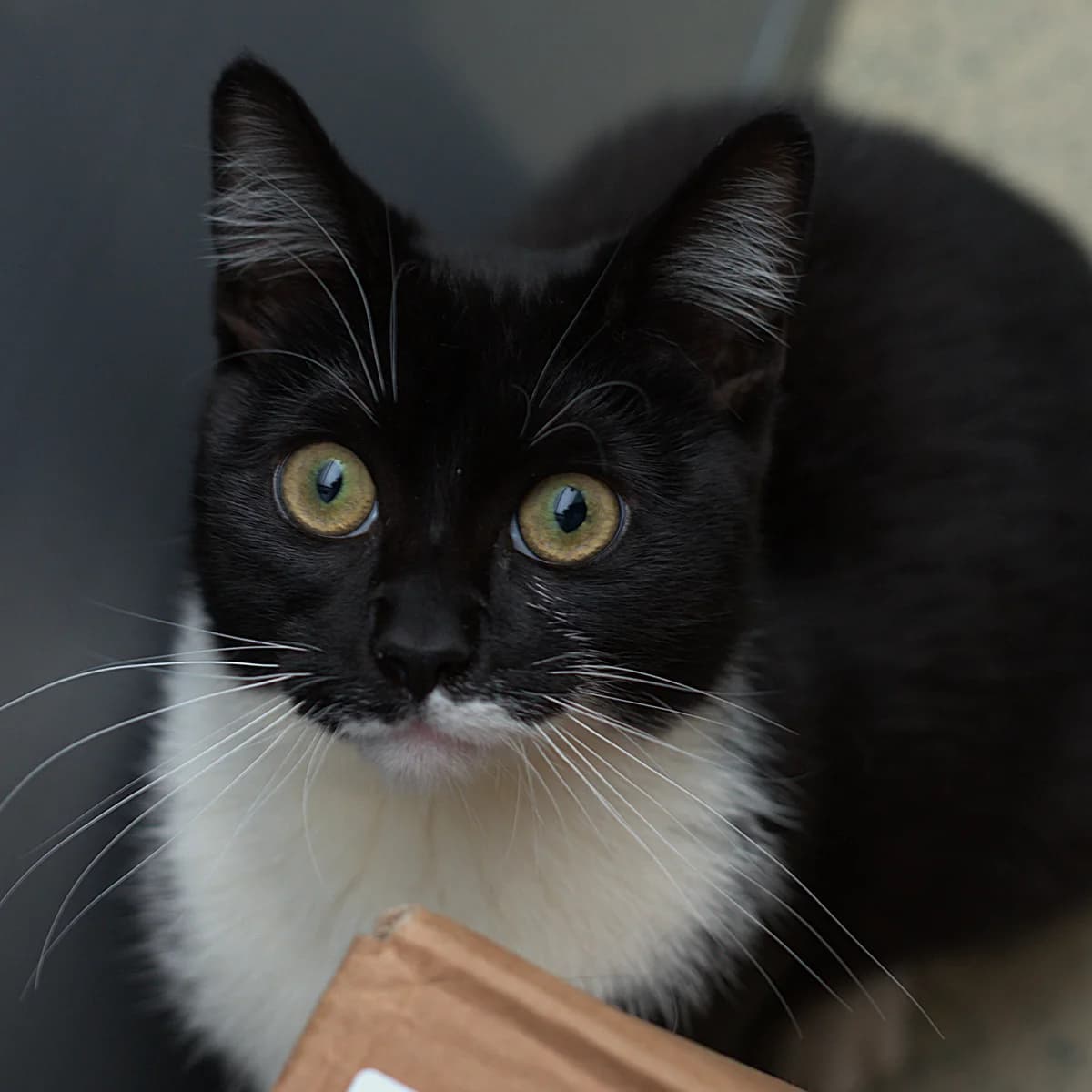 Adoptiepagina: Beyonce, female mixed breed for adoption at ROZE Eindhoven — photo 3 of 3