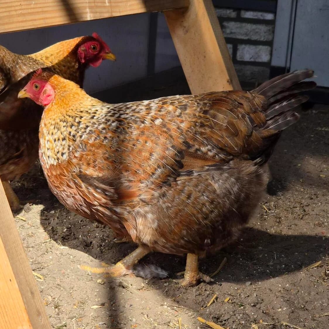 Adoptiepagina,  (ROZE Eindhoven)