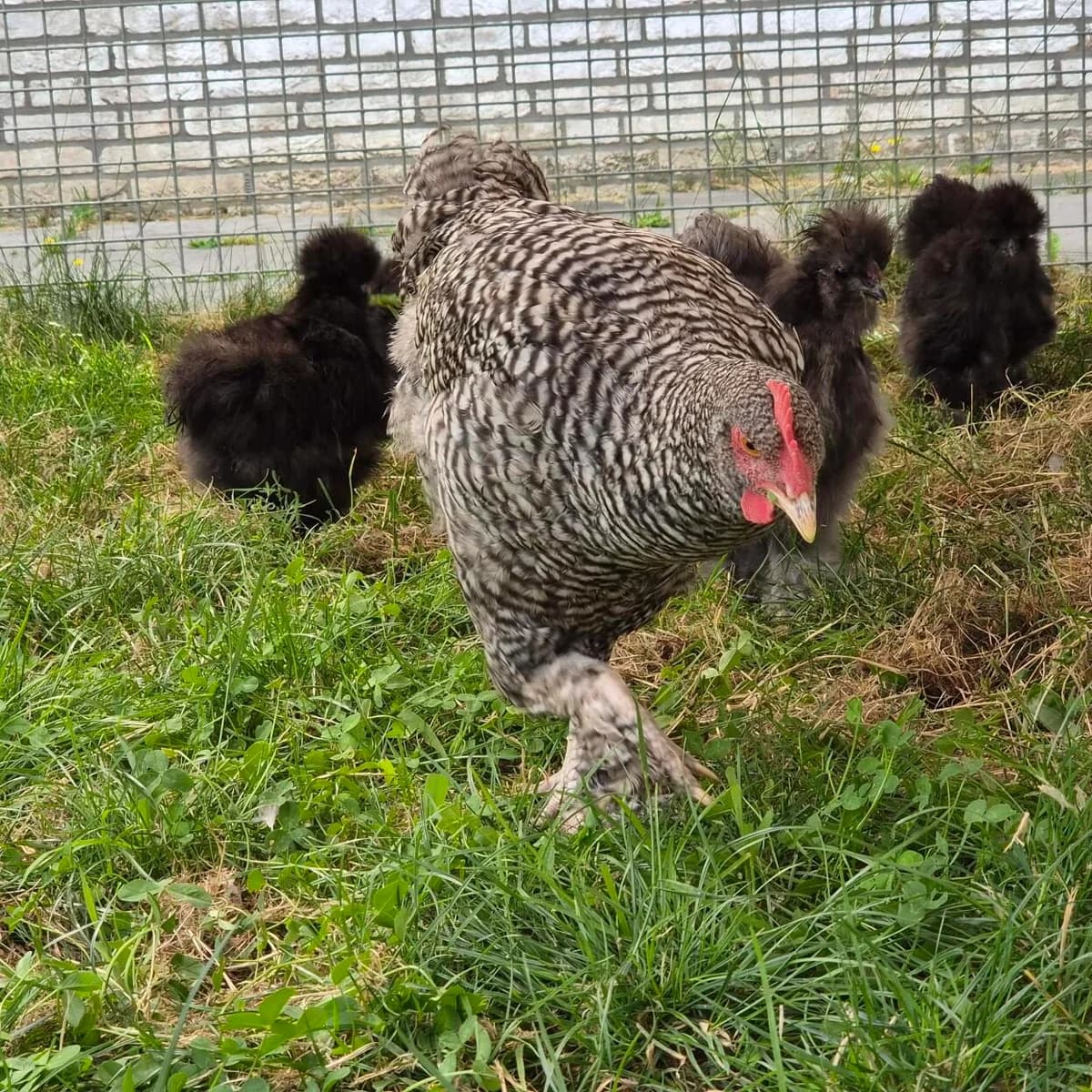 Adoptiepagina,  (ROZE Eindhoven)