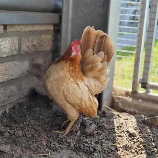 Adoptiepagina,  mixed breed for adoption at ROZE Eindhoven