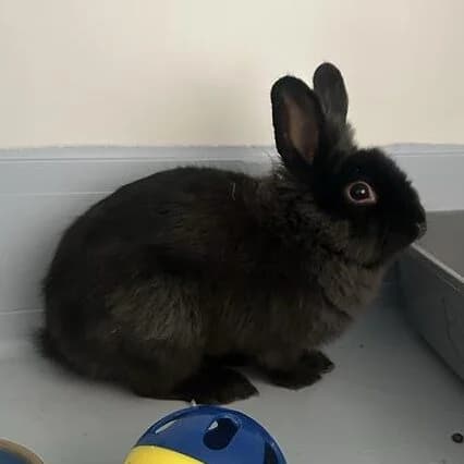 Adoptiepagina,  (ROZE Eindhoven)