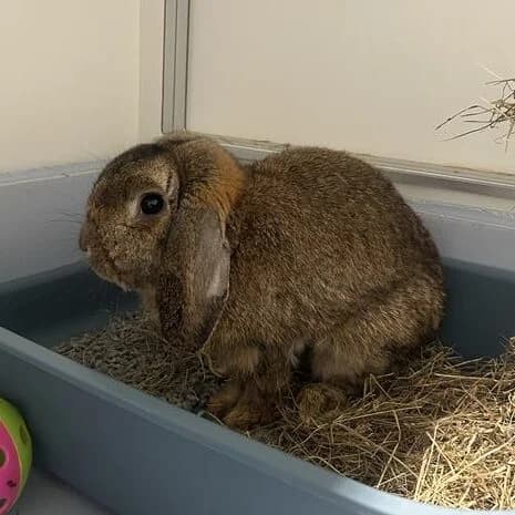 Adoptiepagina,  (ROZE Eindhoven)