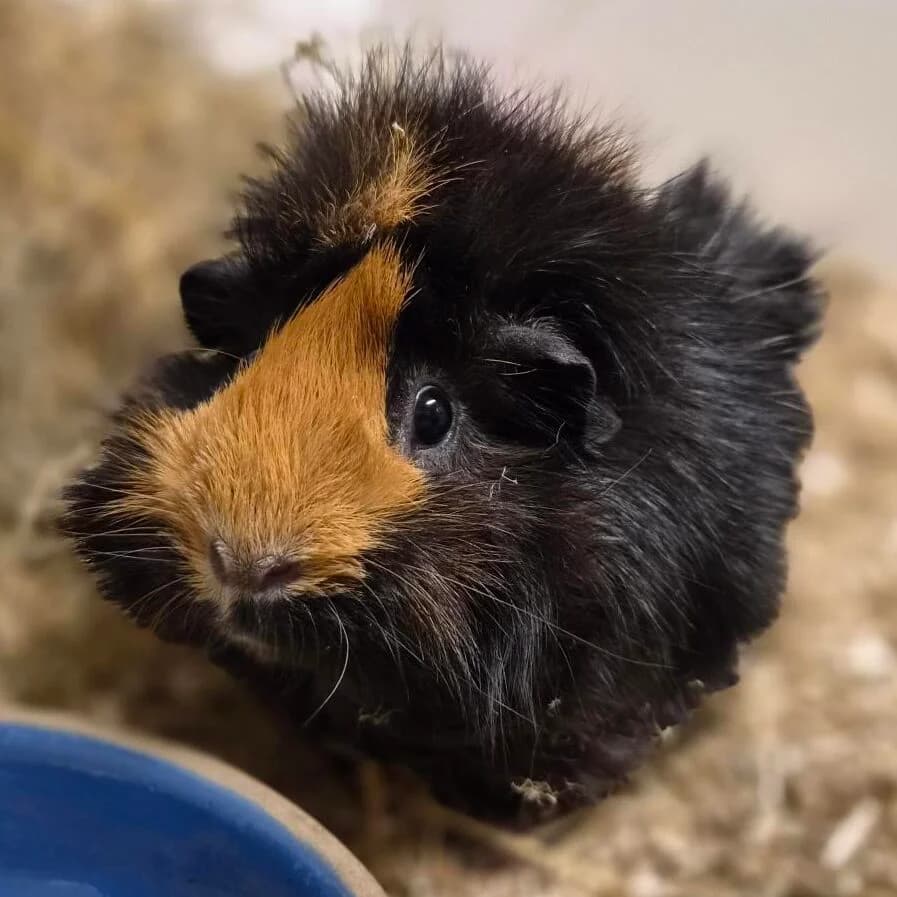 Adoptiepagina,  young mixed breed for adoption at ROZE Eindhoven