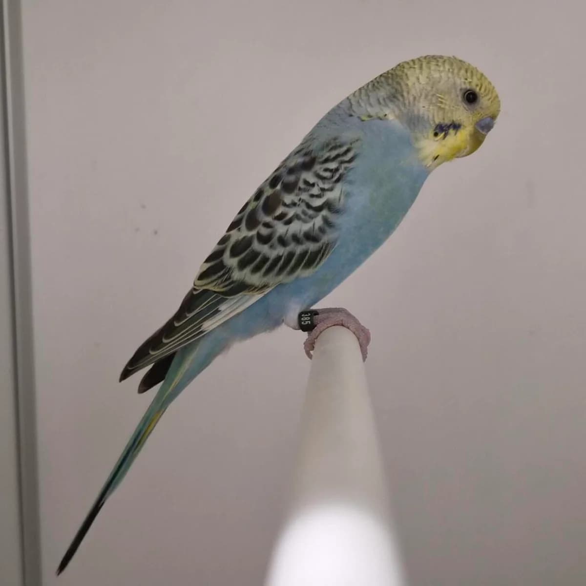 Adoptiepagina,  mixed breed for adoption at ROZE Eindhoven