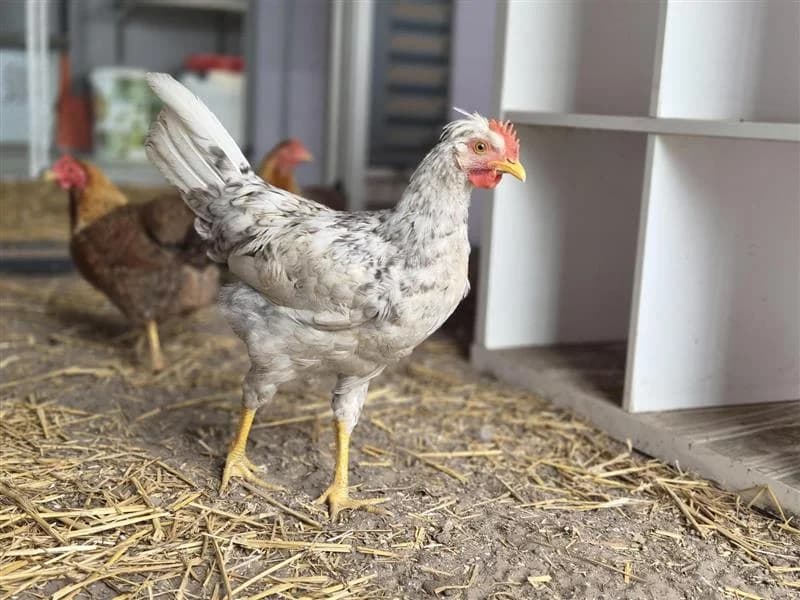 Adoptiepagina Chuck, male mixed breed for adoption at ROZE Eindhoven