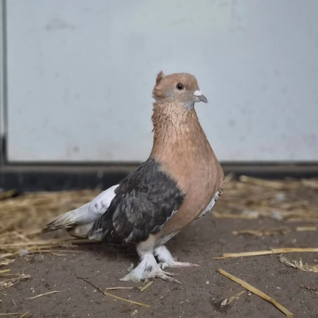 Adoptiepagina,  mixed breed for adoption at ROZE Eindhoven