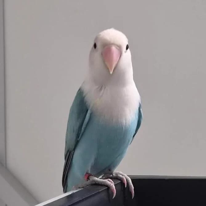 Adoptiepagina, mixed breed for adoption at ROZE Eindhoven