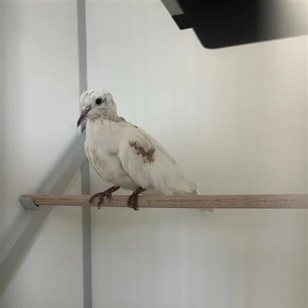 Adoptiepagina,  mixed breed for adoption at ROZE Eindhoven