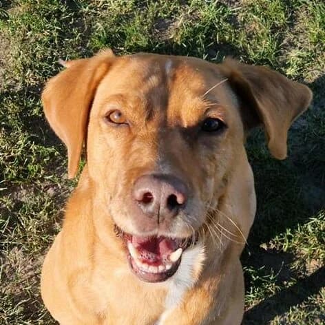 Adoptiepagina: Leo, male 7yo Labrador Retriever for adoption at ROZE Eindhoven