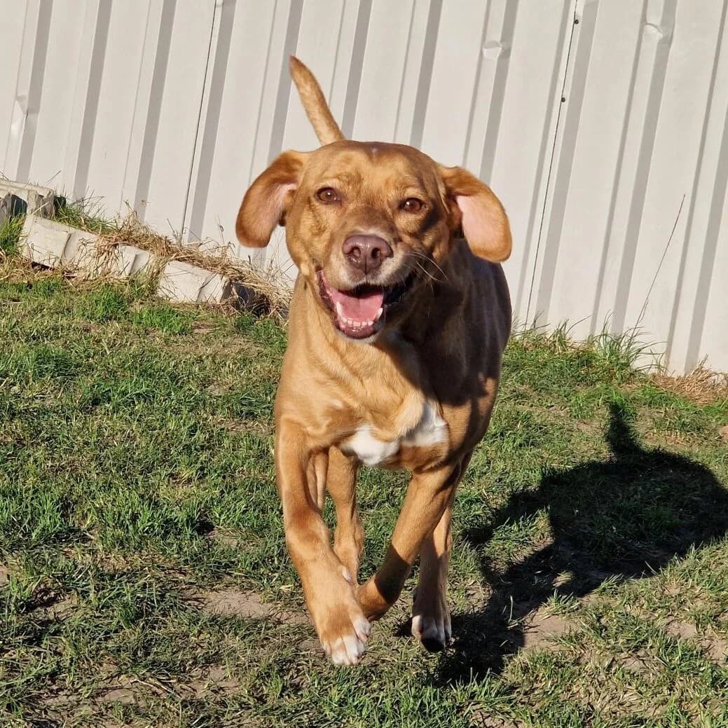 Adoptiepagina: Leo, male Labrador Retriever for adoption at ROZE Eindhoven — photo 2 of 3