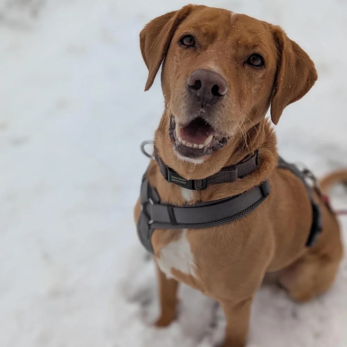 Adoptiepagina: Leo, male Labrador Retriever for adoption at ROZE Eindhoven — photo 3 of 3