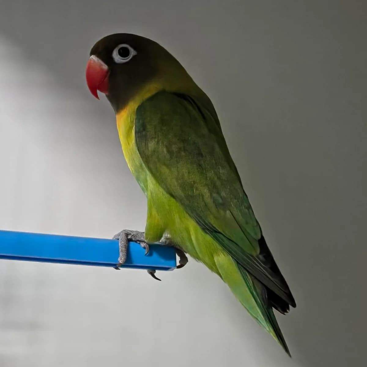 Adoptiepagina,  mixed breed for adoption at ROZE Eindhoven