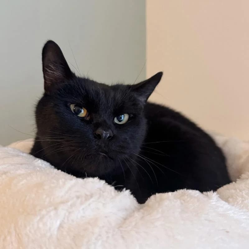 Adoptiepagina: Samuel, male senior mixed breed for adoption at ROZE Eindhoven