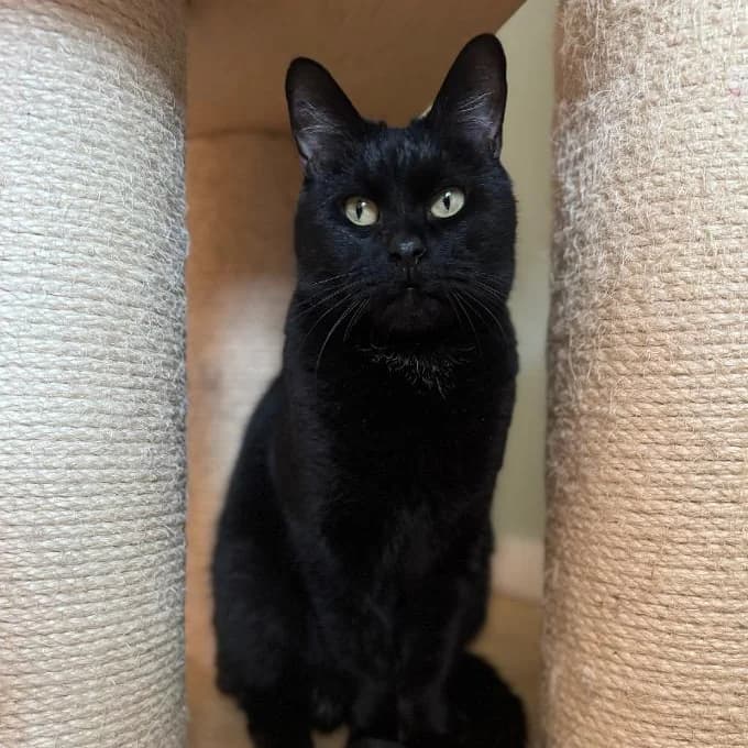 Adoptiepagina: Samuel, male mixed breed for adoption at ROZE Eindhoven — photo 2 of 4