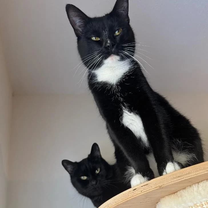 Adoptiepagina: Samuel, male mixed breed for adoption at ROZE Eindhoven — photo 3 of 4