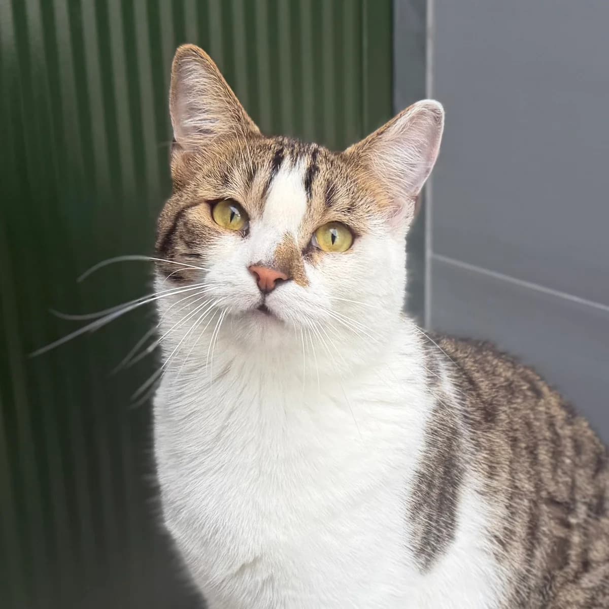 Adoptiepagina,  (ROZE Eindhoven)