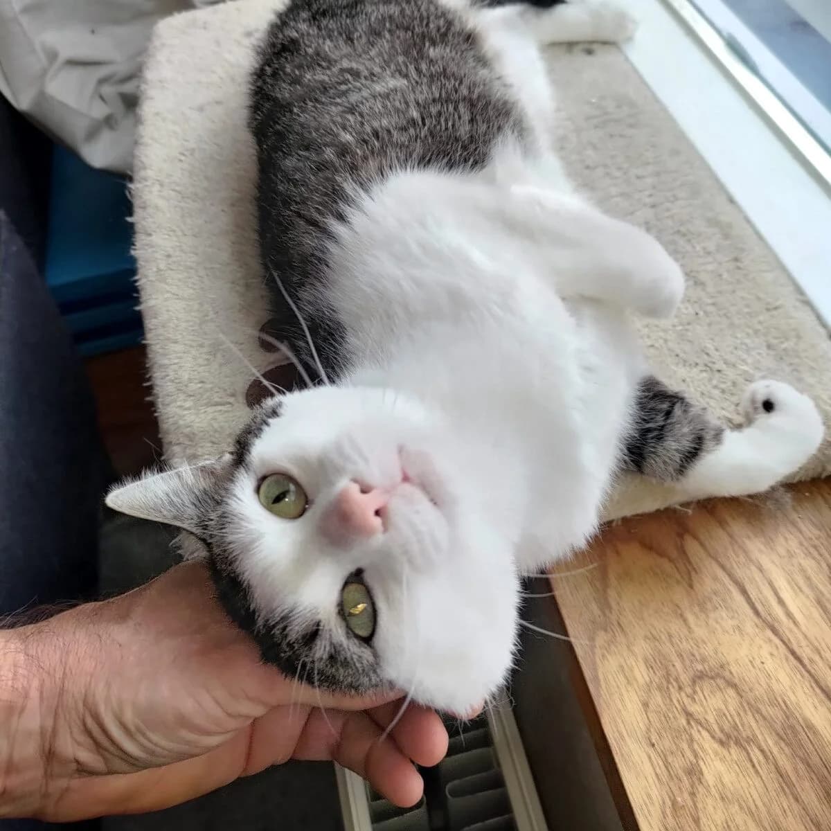 Adoptiepagina: Flo, male mixed breed for adoption at ROZE Eindhoven