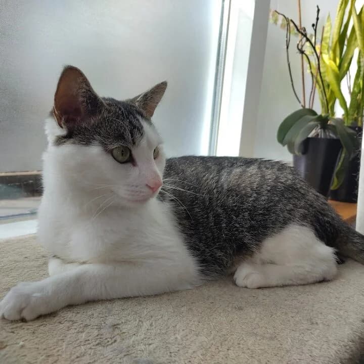 Adoptiepagina: Flo, male mixed breed for adoption at ROZE Eindhoven — photo 2 of 3