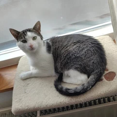 Adoptiepagina: Flo, male mixed breed for adoption at ROZE Eindhoven — photo 3 of 3