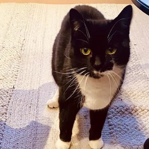 Adoptiepagina: Hailey, female senior mixed breed for adoption at ROZE Eindhoven