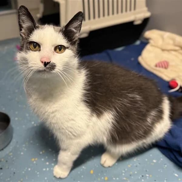 Adoptiepagina: Beertje, male senior mixed breed for adoption at ROZE Eindhoven