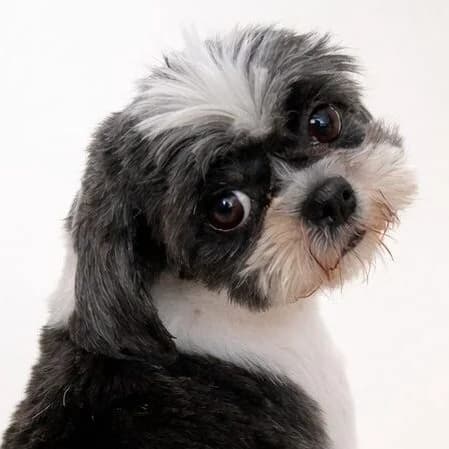 Adoptiepagina, female 6yo mixed breed for adoption at ROZE Eindhoven