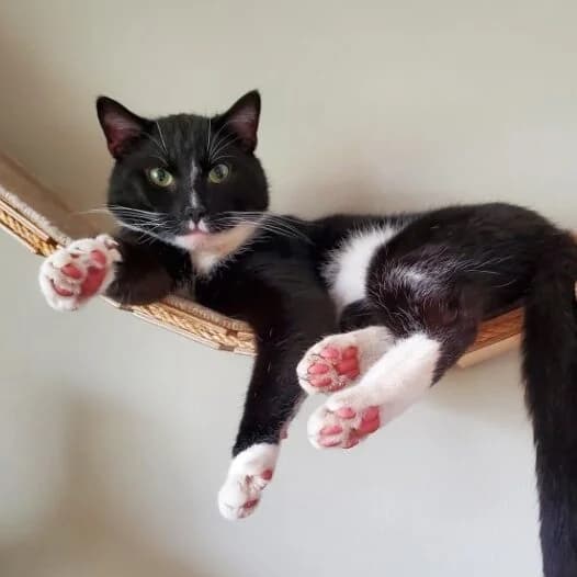 Adoptiepagina: Stark, male 3yo mixed breed for adoption at ROZE Eindhoven