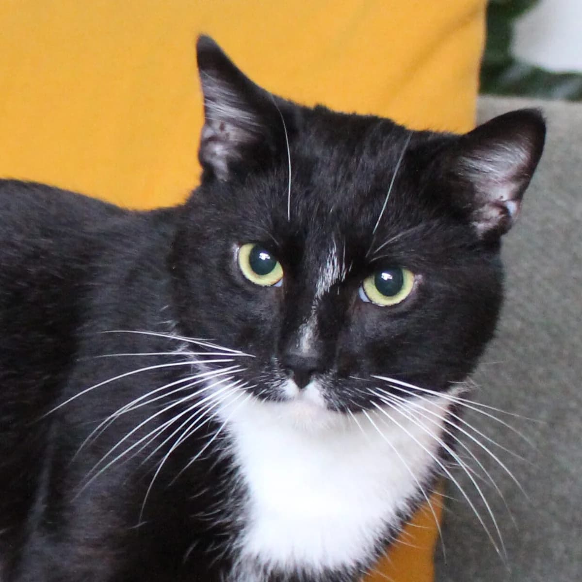 Adoptiepagina: Stark, male mixed breed for adoption at ROZE Eindhoven — photo 2 of 4