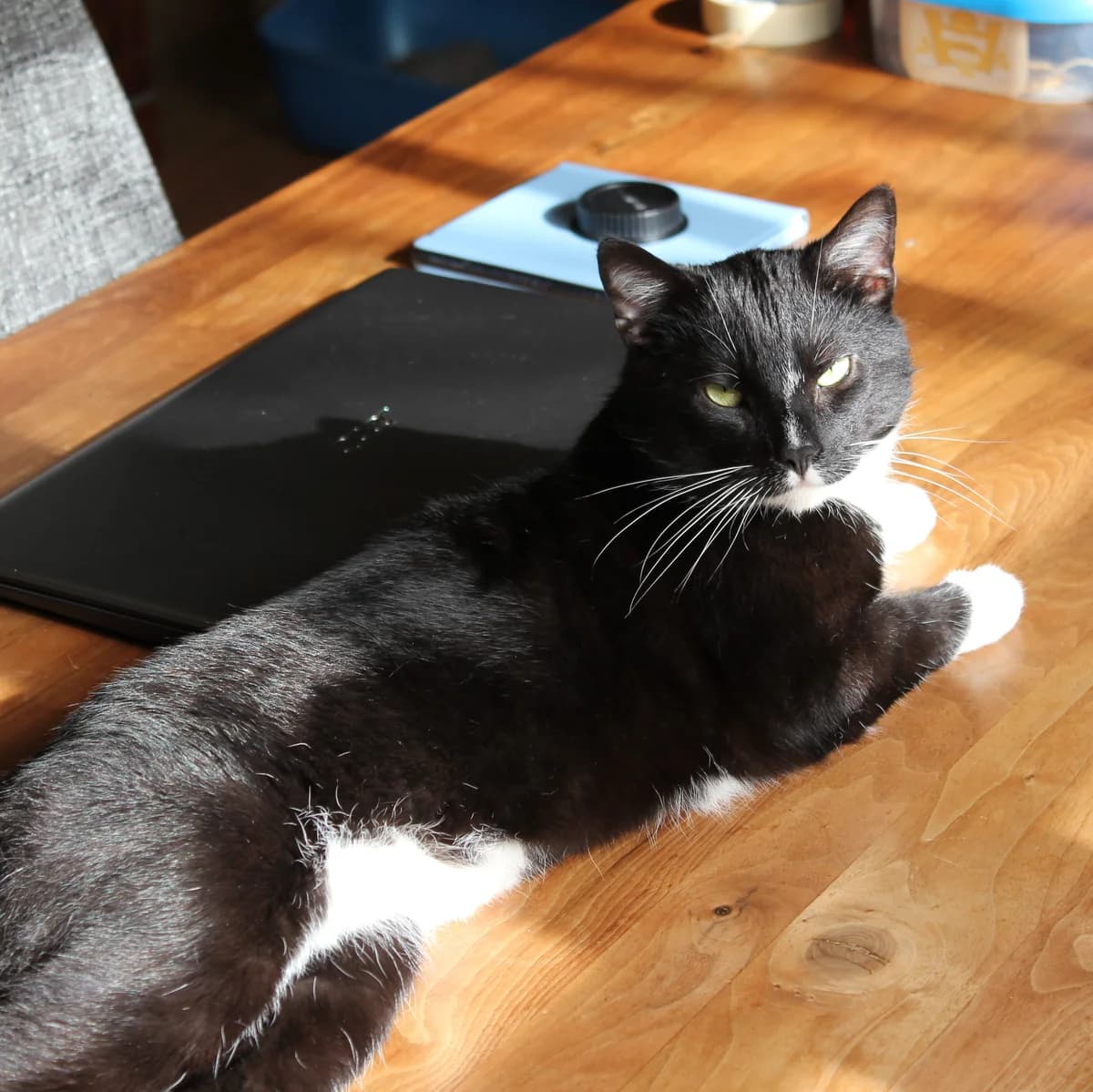 Adoptiepagina: Stark, male mixed breed for adoption at ROZE Eindhoven — photo 3 of 4