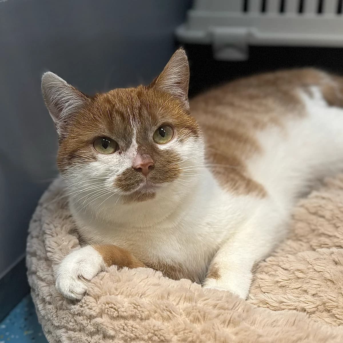 Adoptiepagina: Bo, female mixed breed for adoption at ROZE Eindhoven