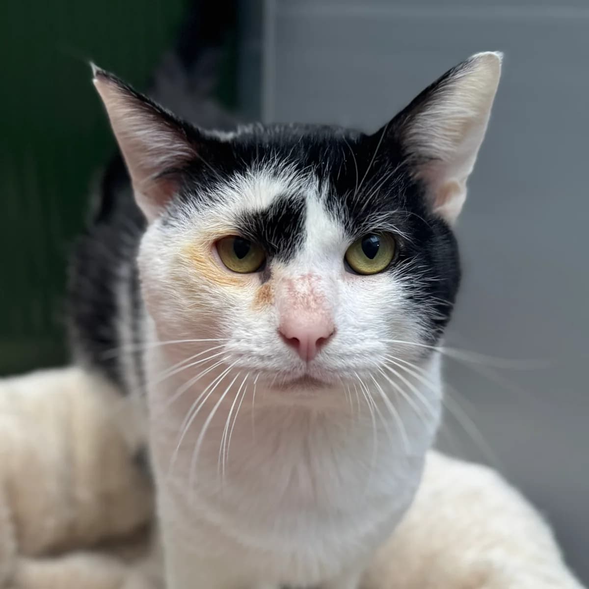 Adoptiepagina: Karachi, zwart male 6yo mixed breed for adoption at ROZE Eindhoven