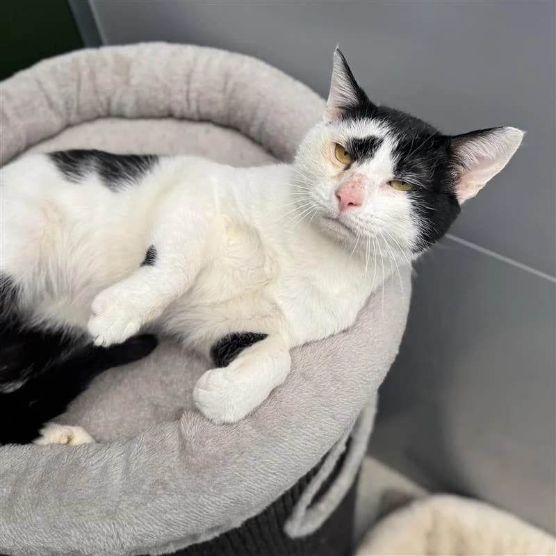 Adoptiepagina: Karachi, male mixed breed for adoption at ROZE Eindhoven — photo 2 of 3