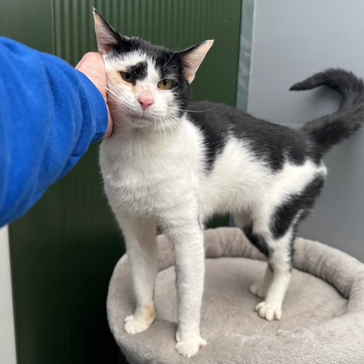 Adoptiepagina: Karachi, male mixed breed for adoption at ROZE Eindhoven — photo 3 of 3