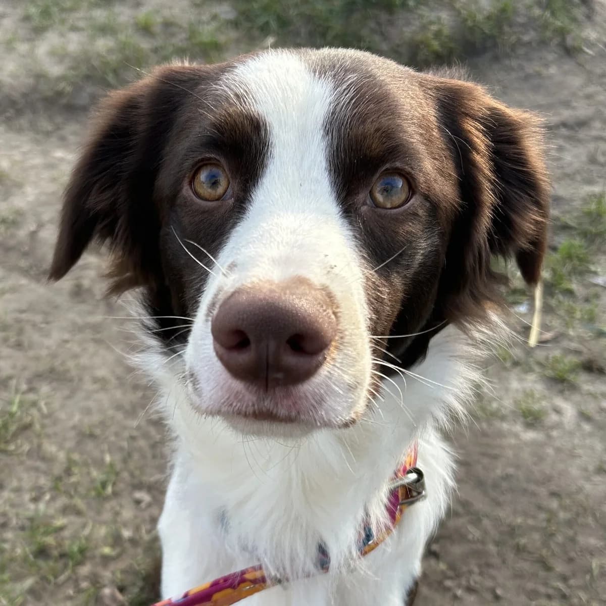 Adoptiepagina: Leo, male puppy Border Collie for adoption at ROZE Eindhoven